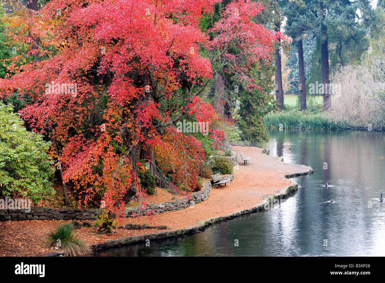 Autunno a colori con laghetto Crystal Springs Rhododendron Gardens Portland Oregon Foto Stock
