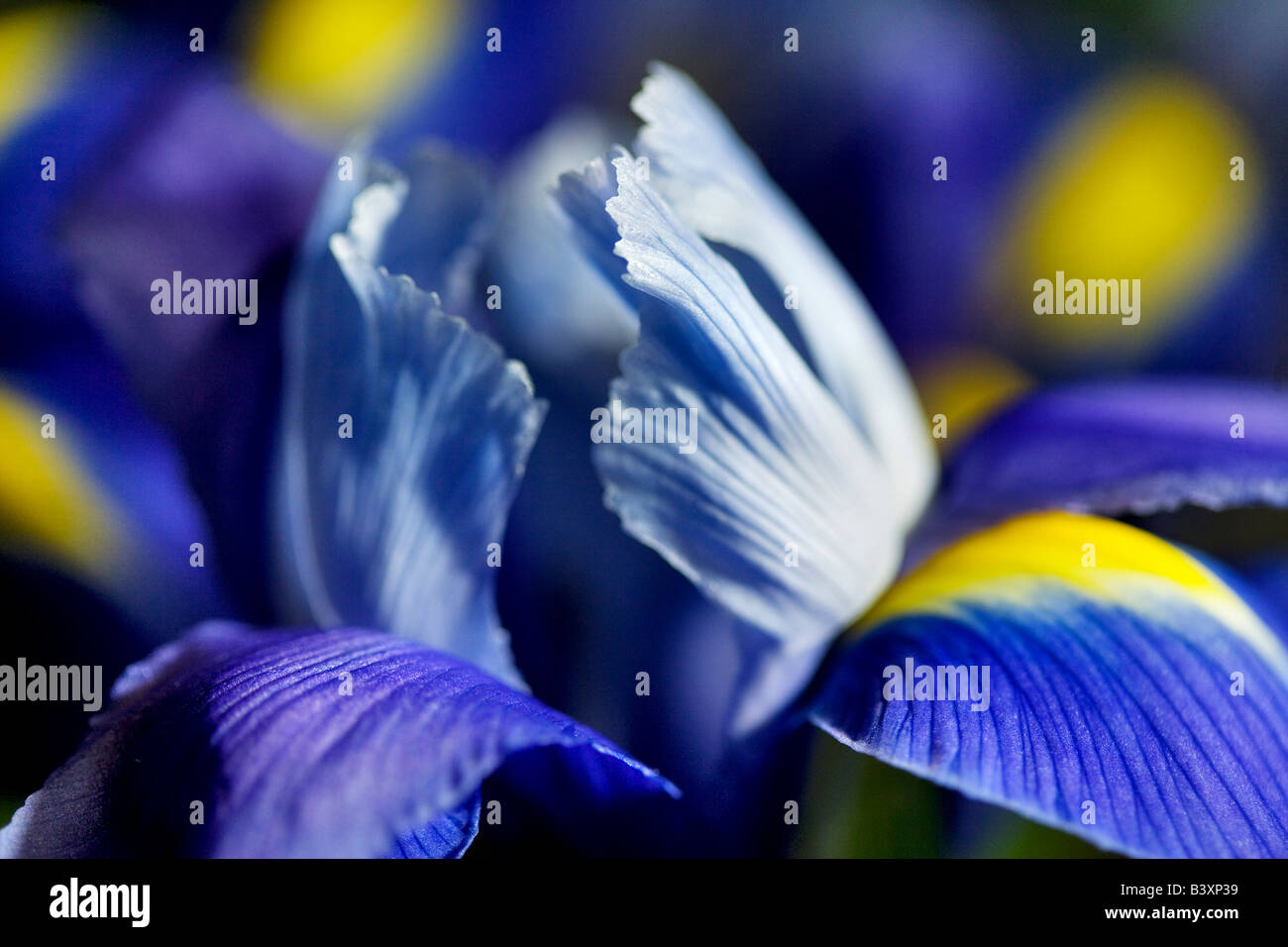 Chiusura del fiore di iris Foto Stock