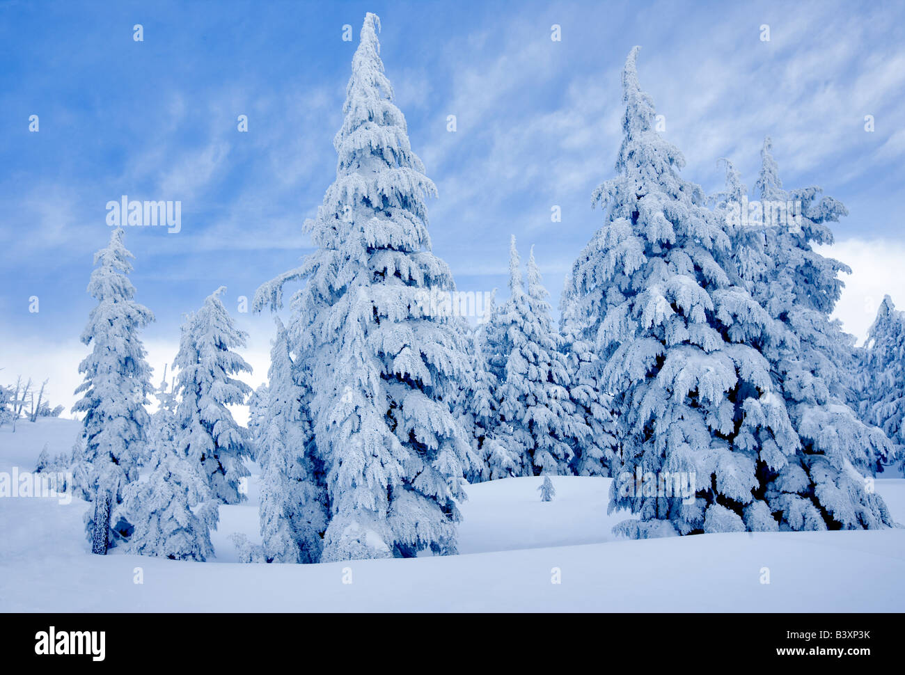 Coperta di neve alberi nei pressi di Timberline Lodge Oregon Foto Stock