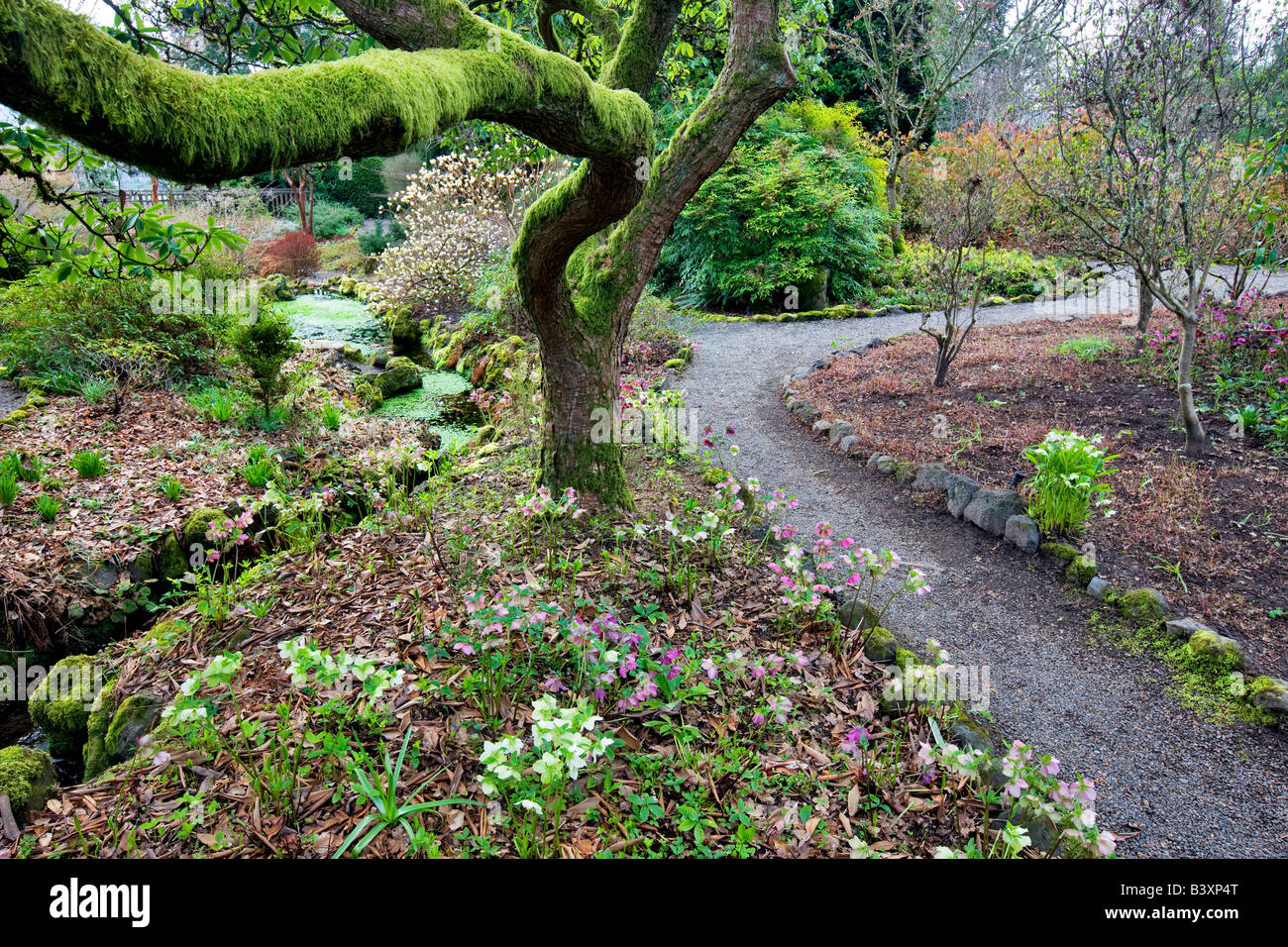 Cammino quaresimale e rose in giardino a vescovi vicino Portland Oregon Foto Stock