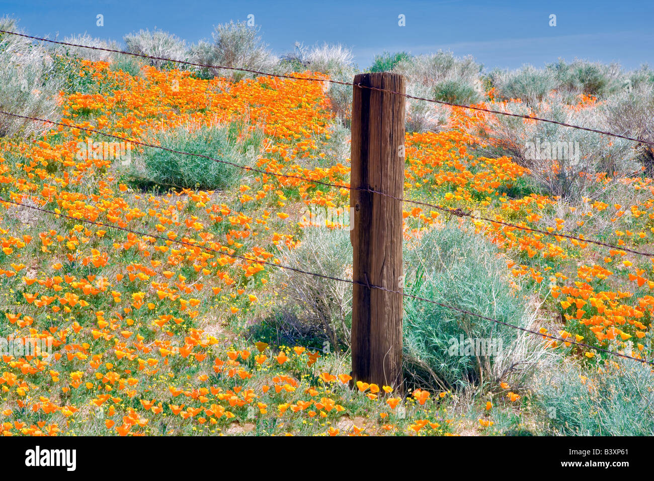 Recinzione attraverso Antelope Valley Poppy preservare California Foto Stock