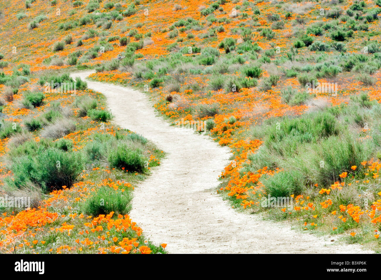 Percorso attraverso Antelope Valley Poppy preservare California Foto Stock