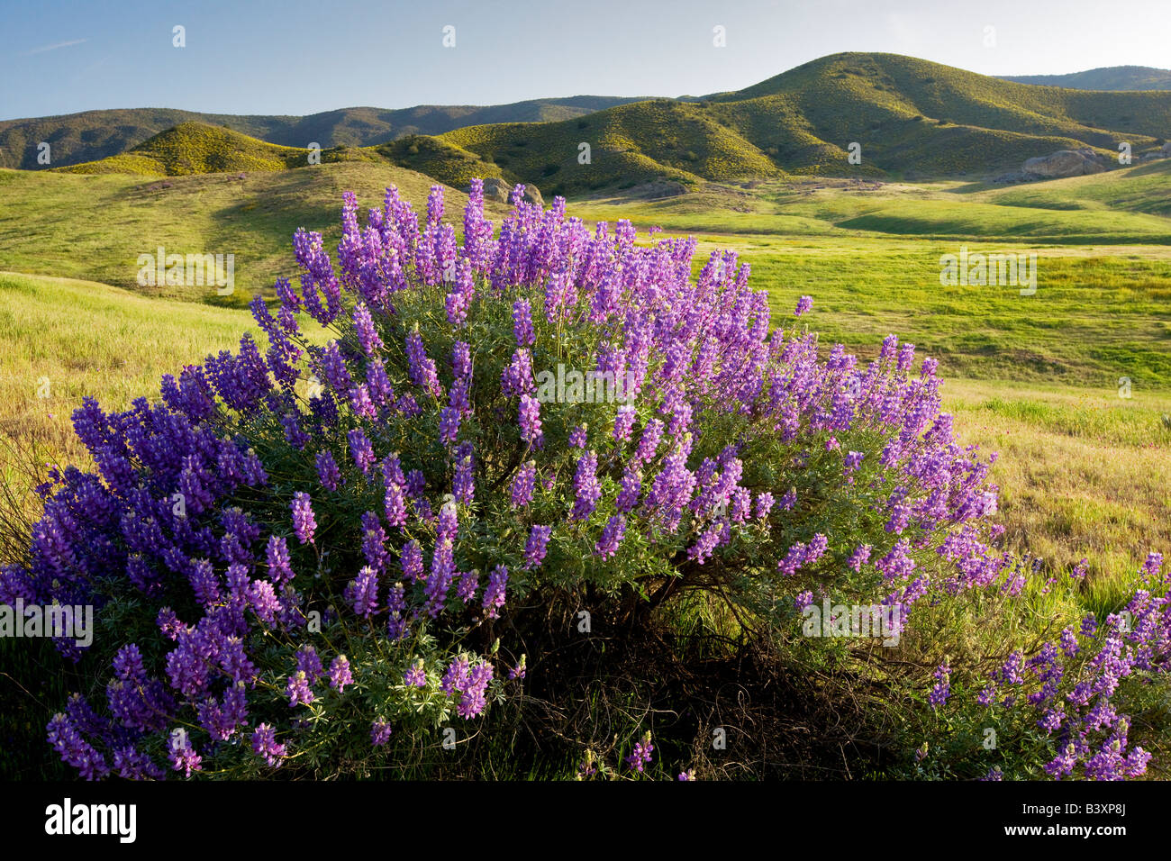 Boccola interna di lupino Lupinus albifrons Carrizo Plain California Foto Stock