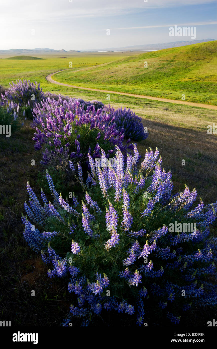 Boccola interna di lupino Lupinus albifrons Carrizo Plain California Foto Stock