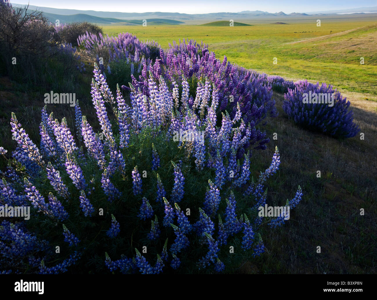 Boccola interna di lupino Lupinus albifrons Carrizo Plain California Foto Stock