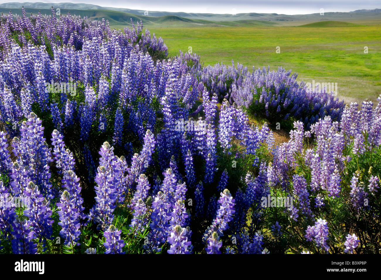 Boccola interna di lupino Lupinus albifrons Carrizo Plain California Foto Stock