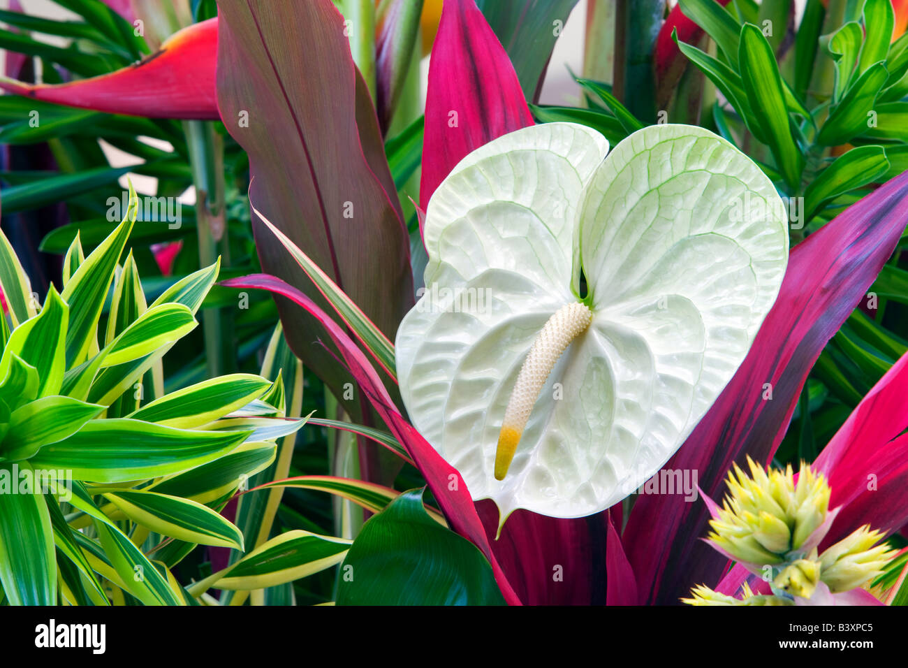 Fiore tropicale disposizione Anthurium fiori e fogliame tropicale Kauai Hawaii Foto Stock