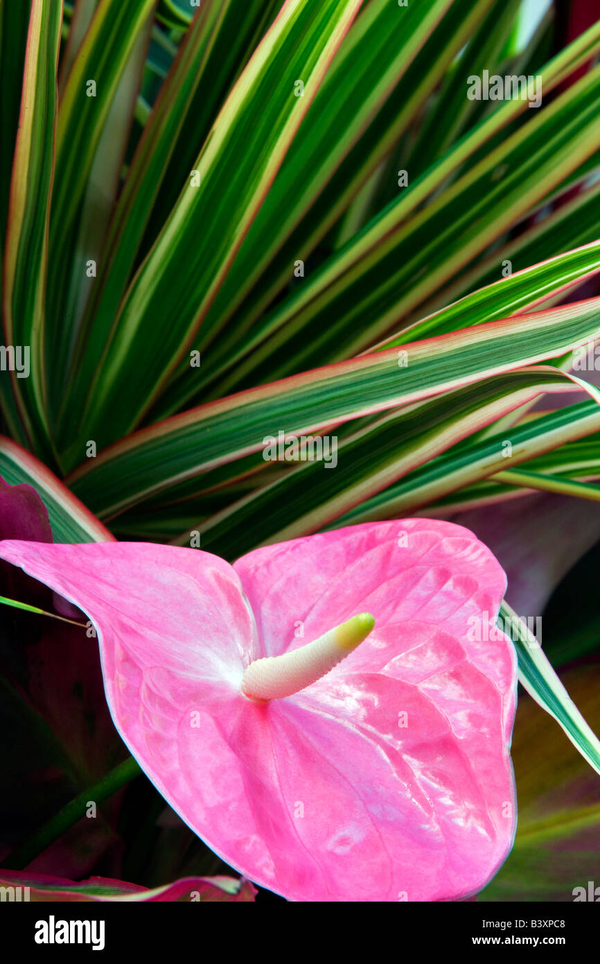 Fiore tropicale disposizione Anthurium fiori e fogliame tropicale Kauai Hawaii Foto Stock