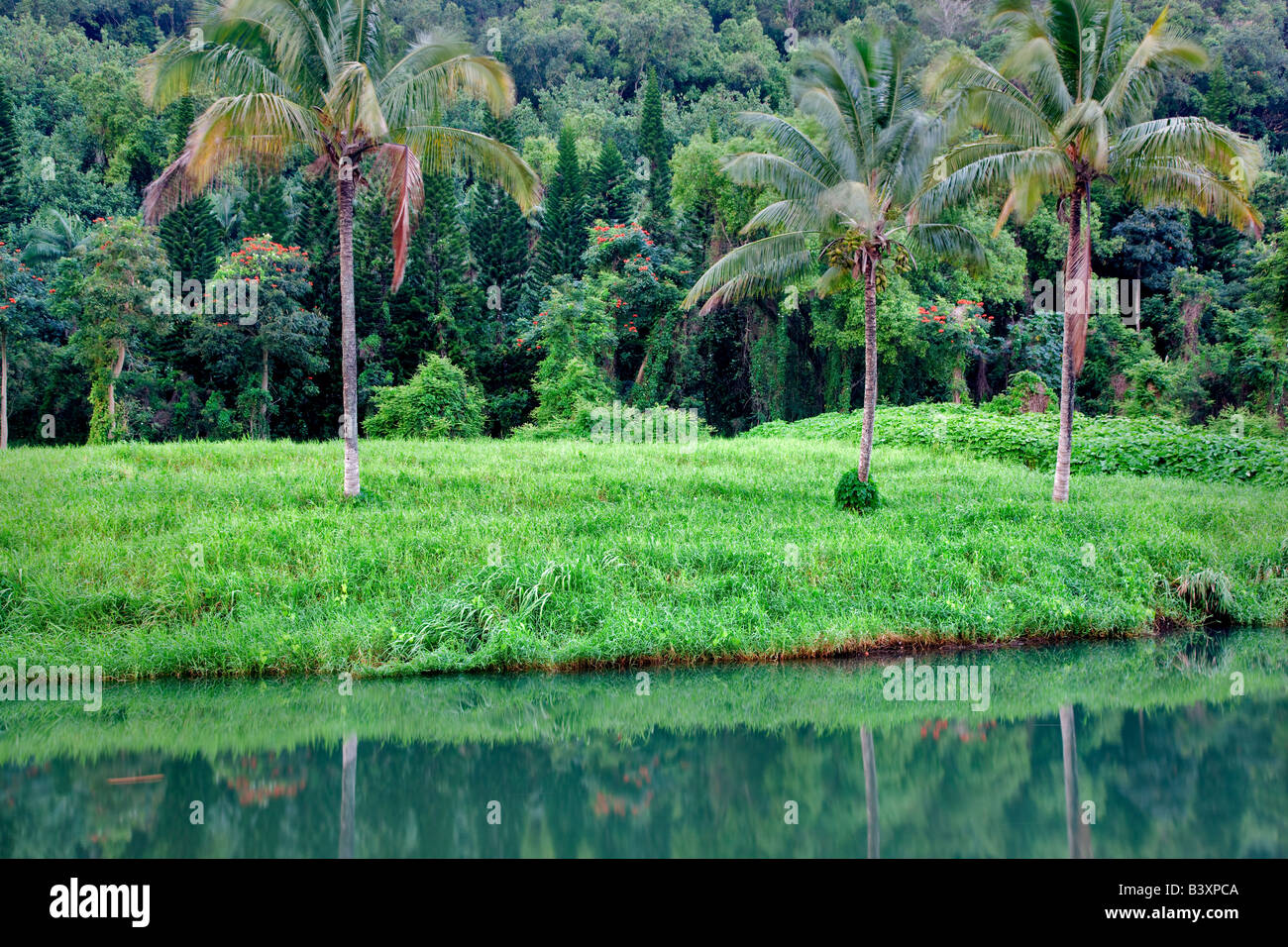 Palme vicino Hanalei Kauai Hawaii Foto Stock