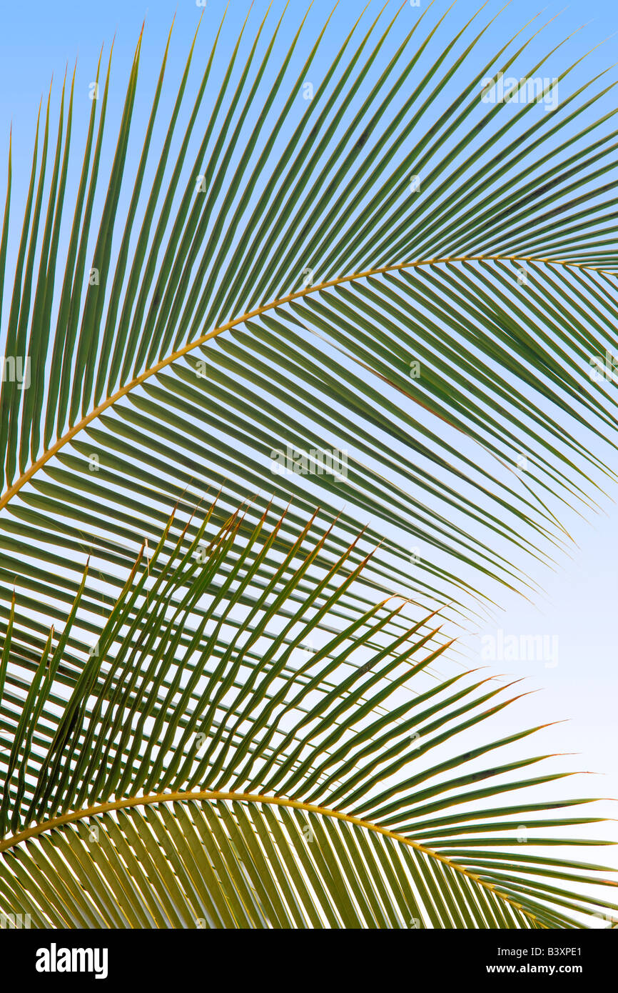 Close up di Palma foglie Kaiai Hawaii Foto Stock