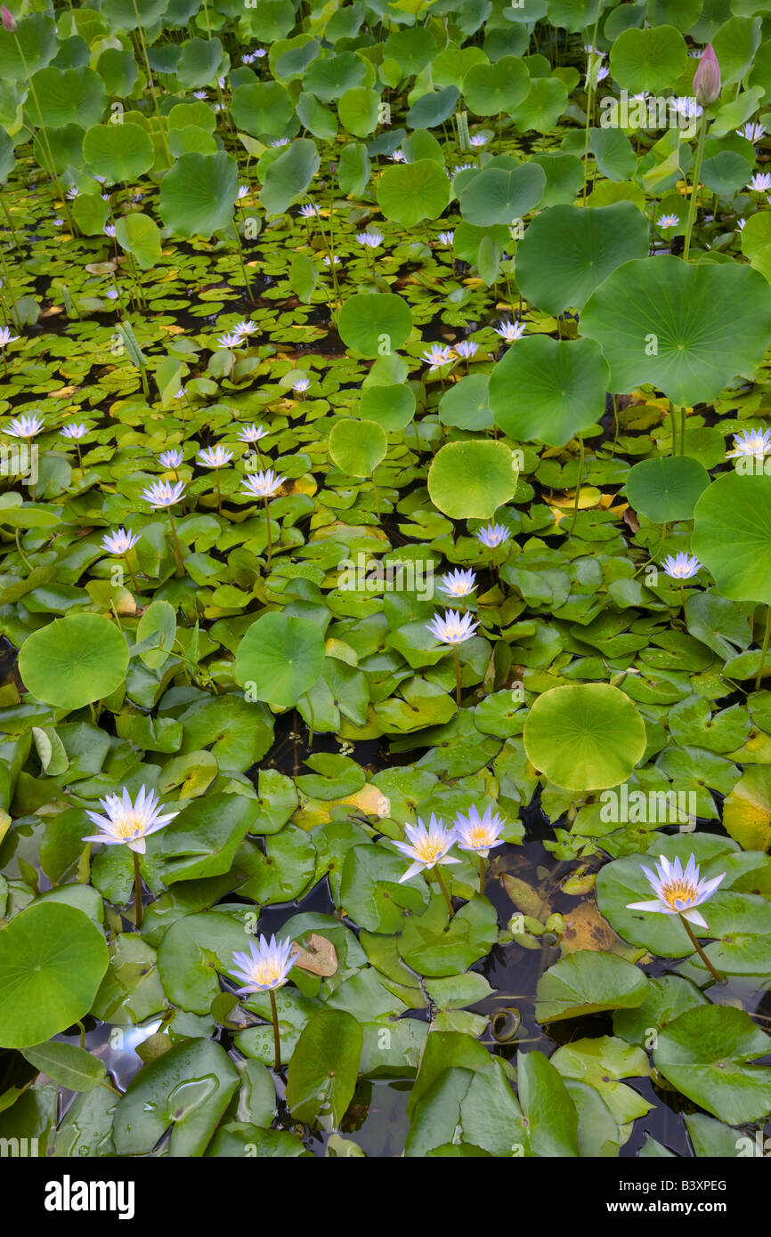 Water Lilies in stagno Kauai Hawaii Foto Stock