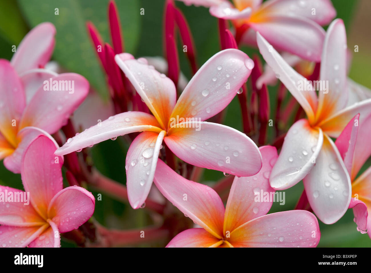 Plumaria o Frangipani bloom con gocce di pioggia Kauai Hawaii Foto Stock