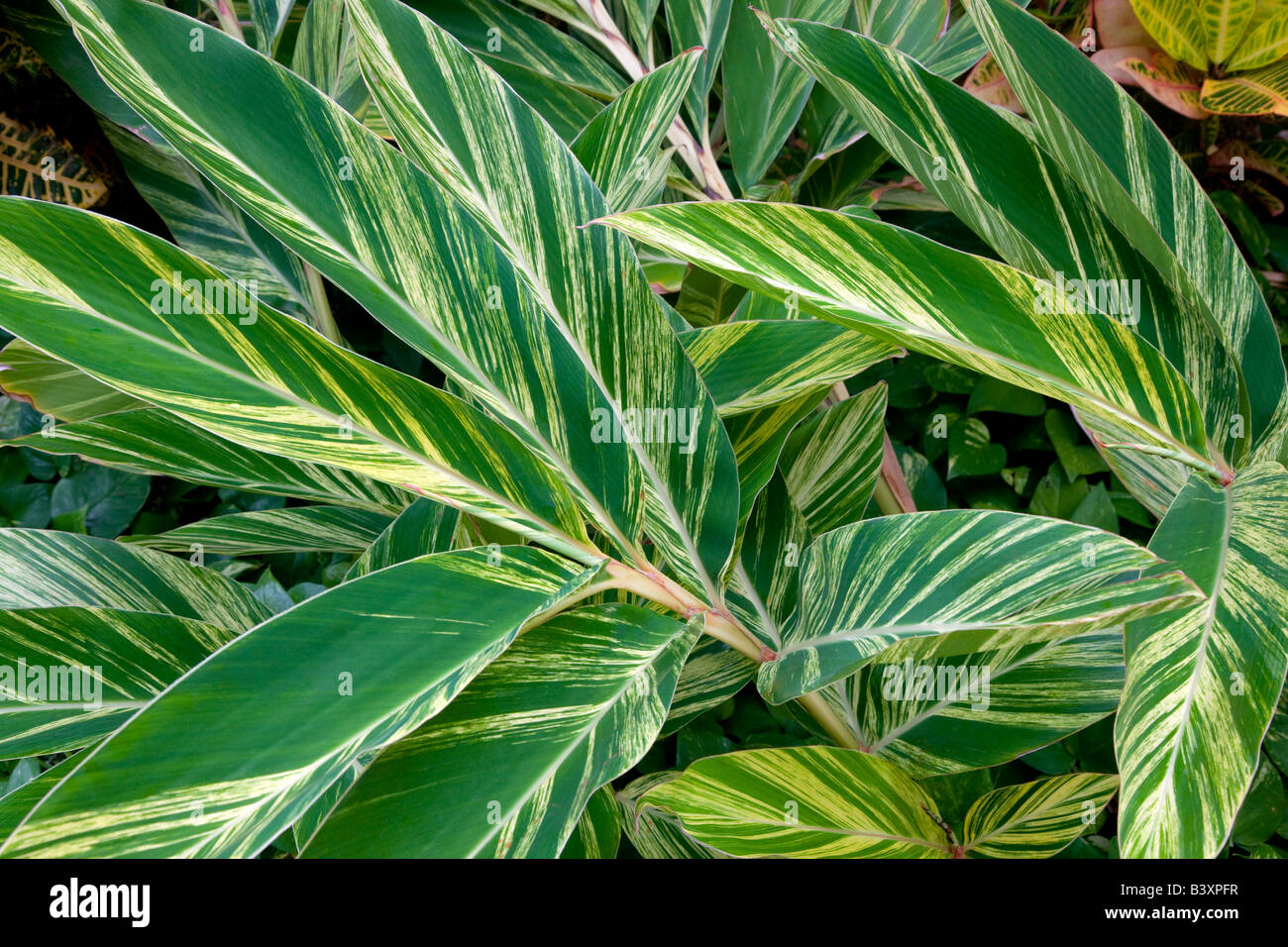 Il fogliame tropicale Kauai Hawaii Foto Stock