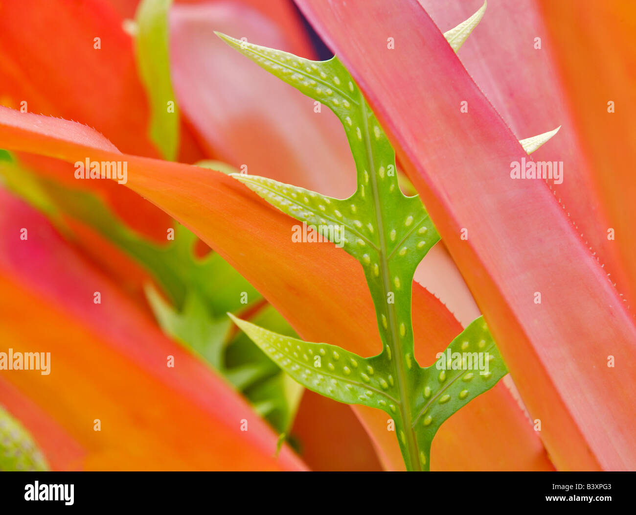 La felce Kauai Hawaii Foto Stock