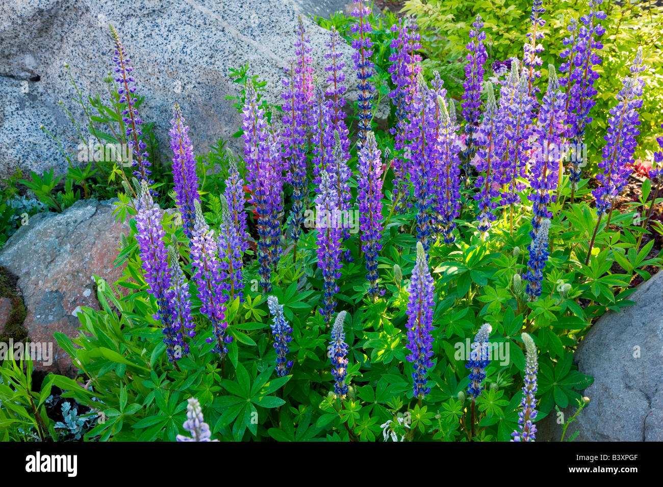 I lupini e rocce di granito di Joseph Oregon Foto Stock