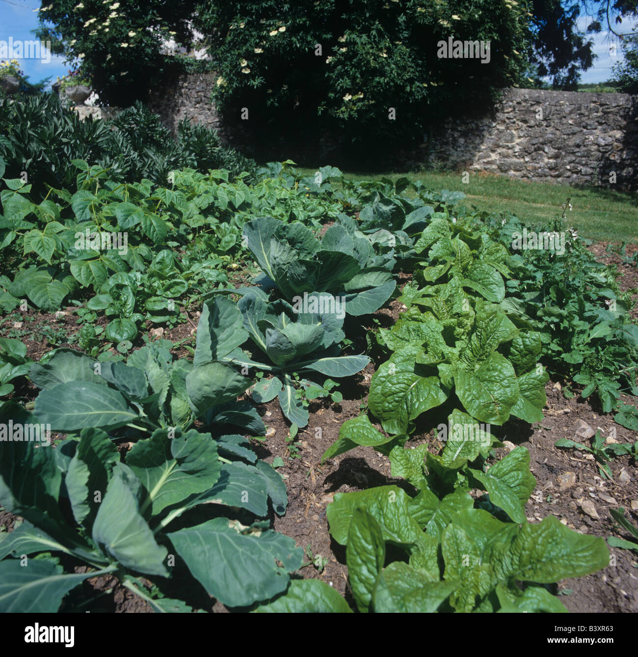 Orto con rucola celtuce cavoli cappucci e altri Foto Stock