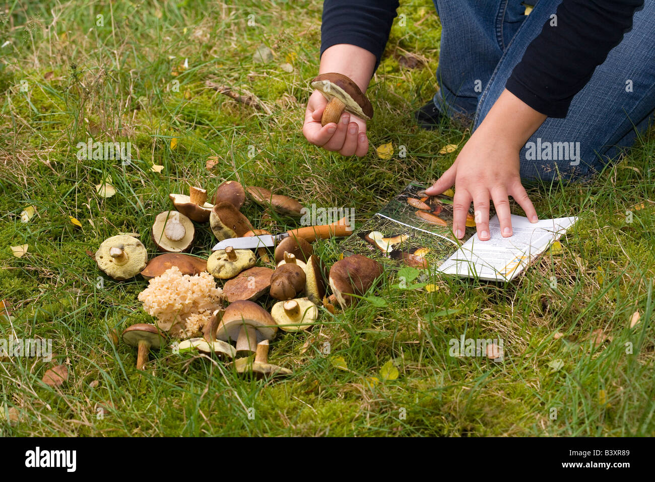 Donna che identifica nella foresta appena raccolto i funghi commestibili Foto Stock