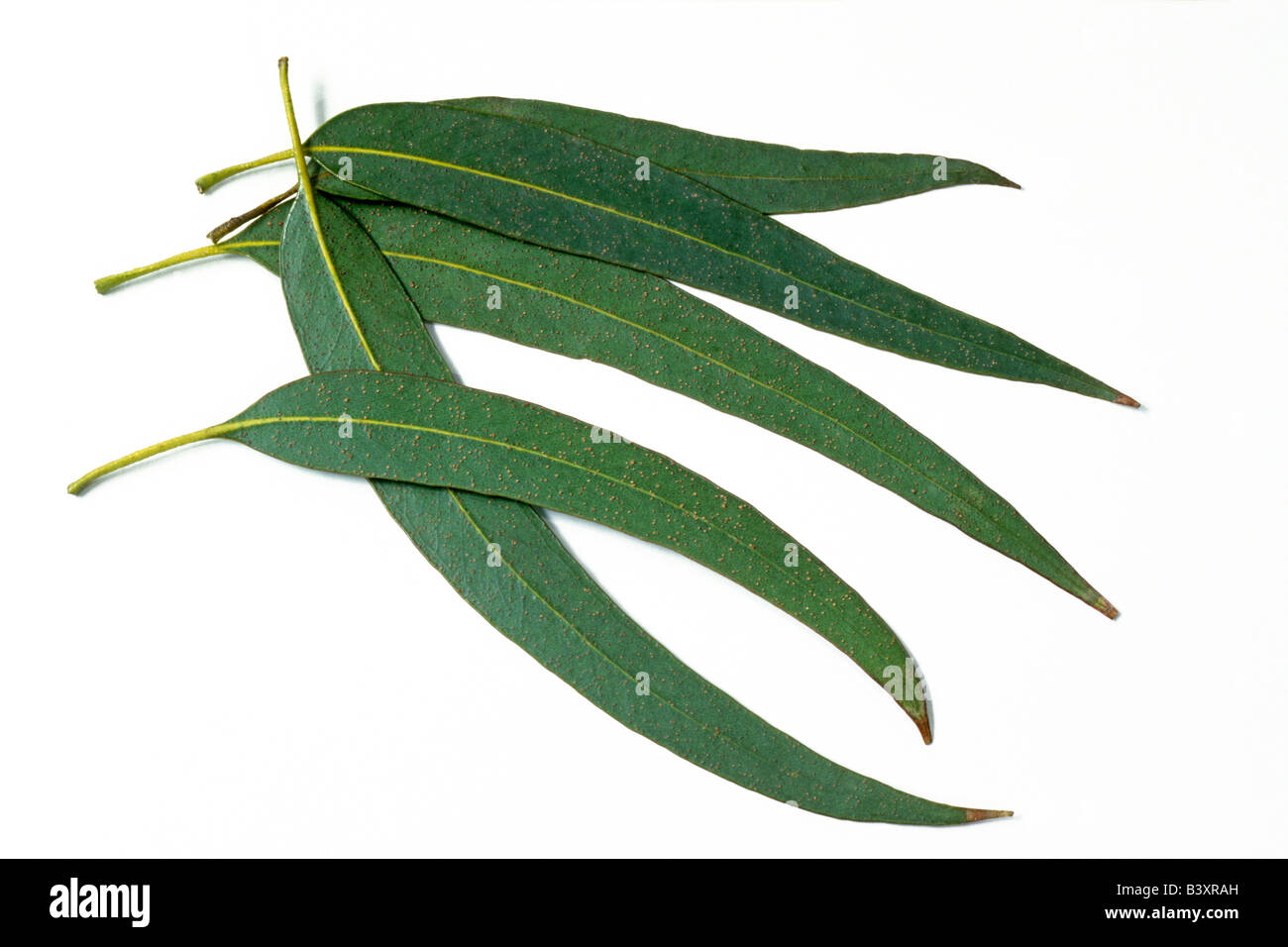 Tasmania gomma Blu, Blu gomma eucalipto (Eucalyptus globulus), foglie Foto Stock