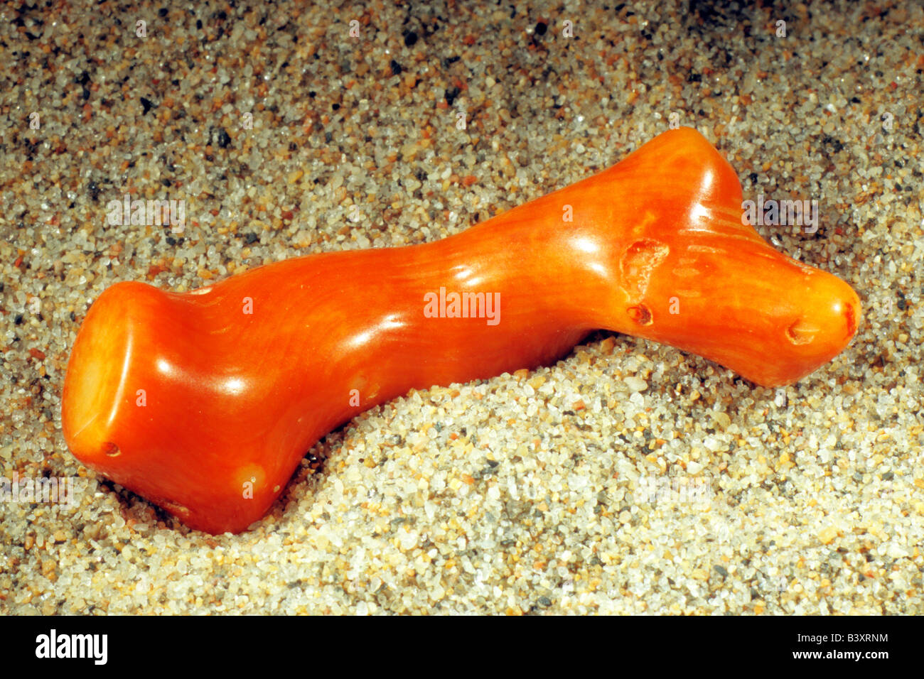 Pezzo lucidata di un corallo rosso (Corallium rubrum) sulla sabbia Foto Stock