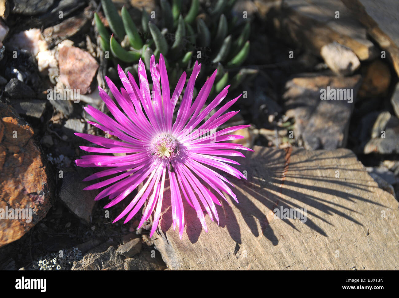 Succulento Vygie nel piccolo Karoo Foto Stock