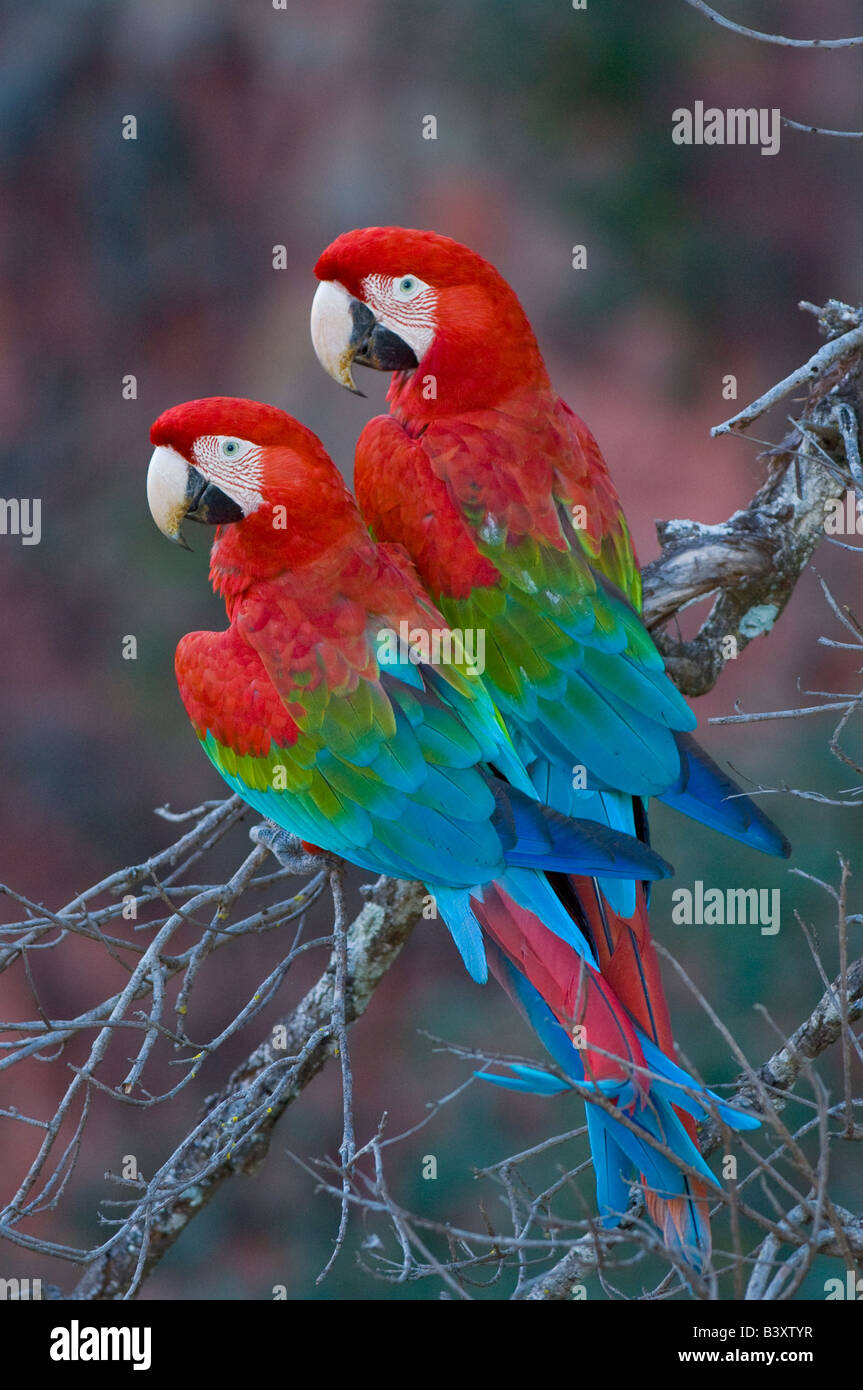 Wild non captive non abituare il rosso e il verde Macaws in un lavandino foro nel Mato Grosso do Sul in Brasile Foto Stock