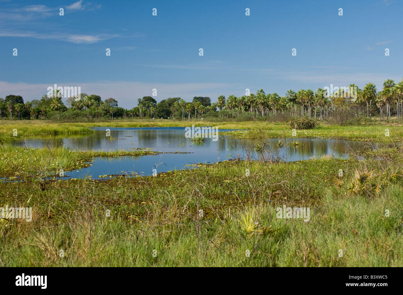 Piccolo lago dalla strada Transpantaneira nel Pantanal del Mato Grosso do Sul in Brasile Foto Stock
