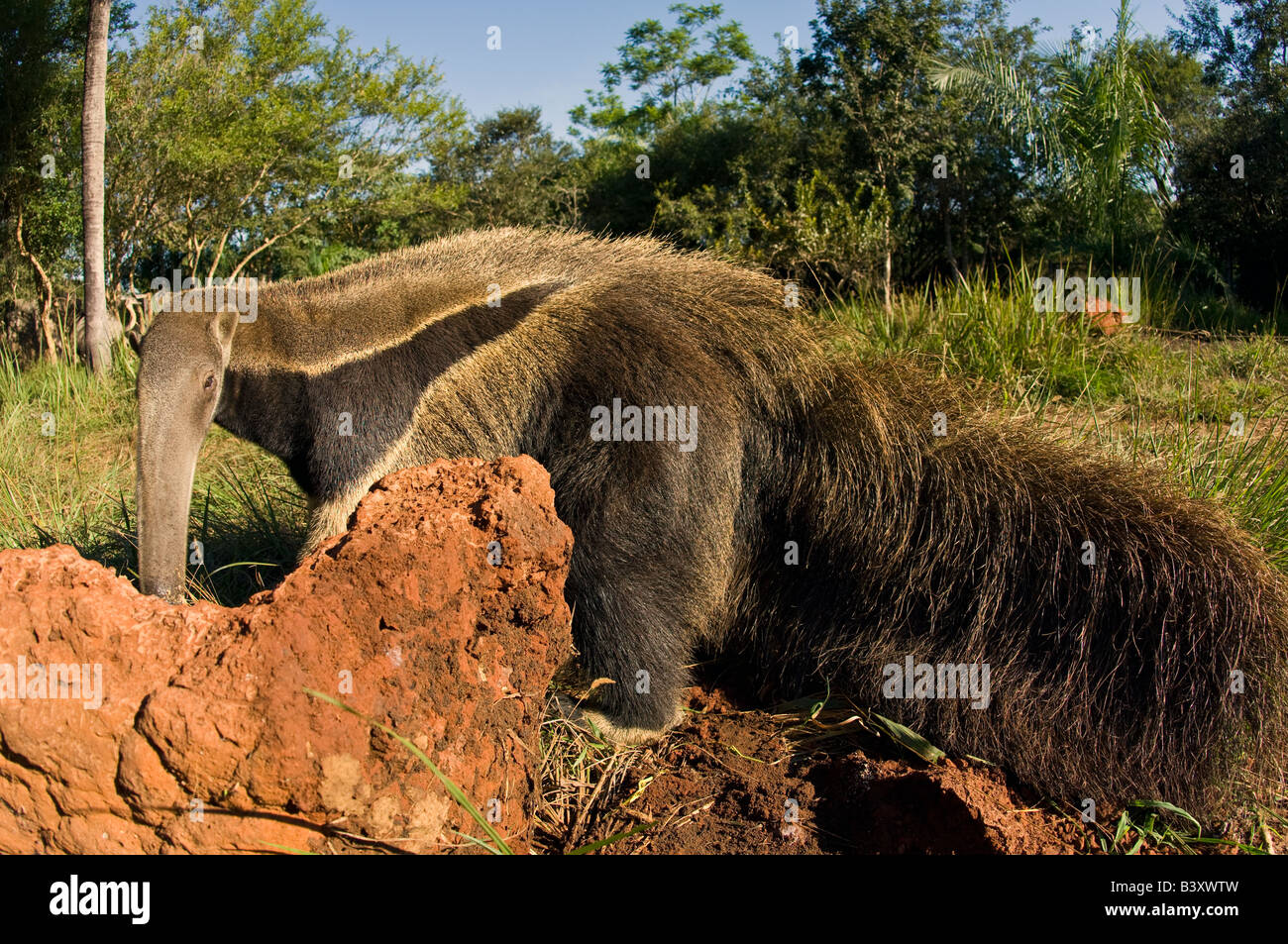 Captive Giant Anteater Myrmecophaga tridactyla nel Mato Grosso do Sul, Brasile Foto Stock