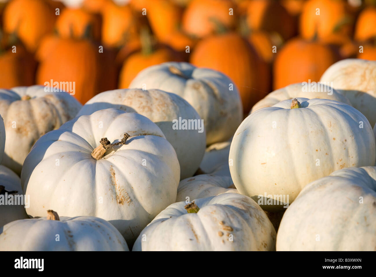 Bianco o albino, zucche per la vendita a un display di caduta. Foto Stock