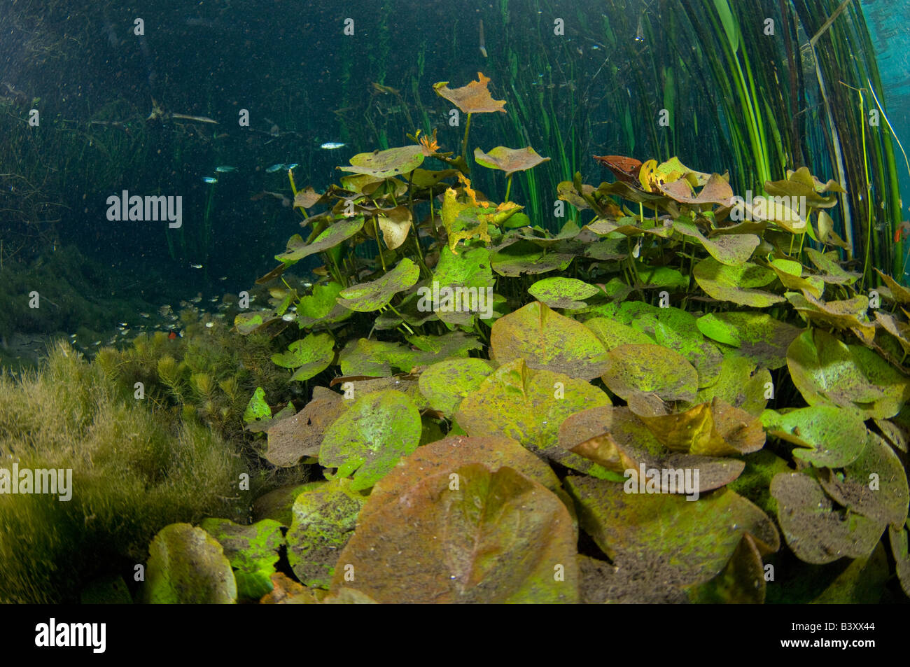 Ninfee Nymphaea gardneriana sul fondo di una giungla in streaming in Mato Grosso do Sul in Brasile Foto Stock