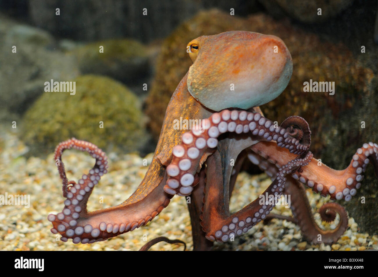 Polpo, Octopus vulgaris Foto Stock