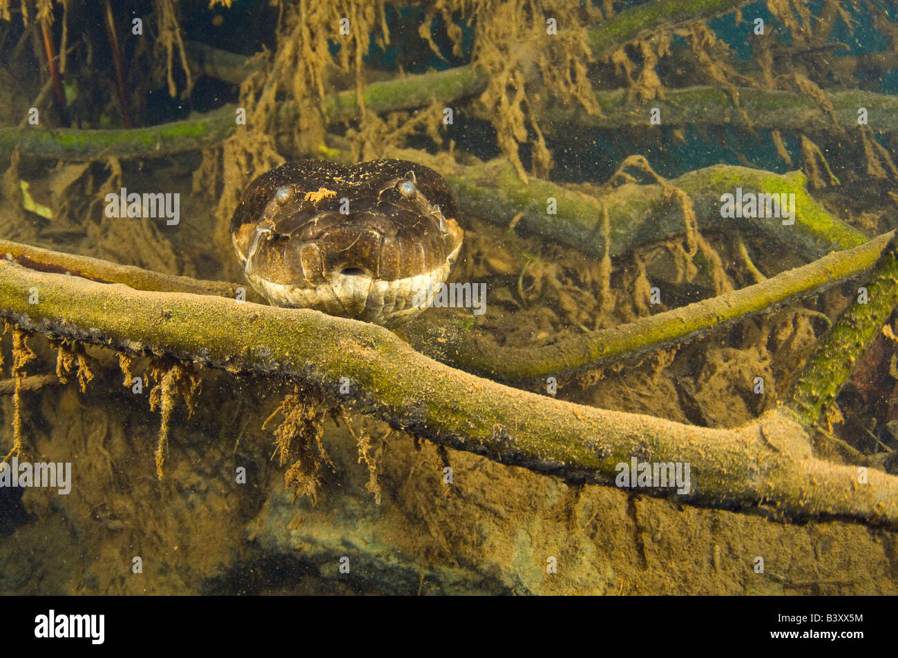 16 ft Anaconda verde Eunectes murinus fotografato sott'acqua nel Mato Grosso do Sul, Brasile Foto Stock