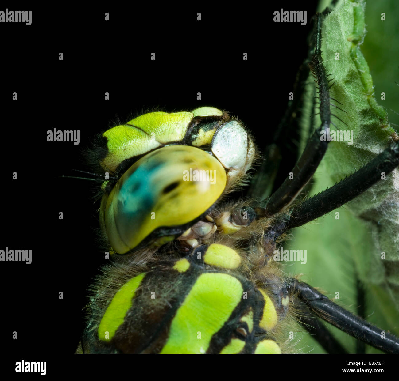 Dragonfly Southern hawker Aeshna cyanea. Sul log di legno nella foresta. Foto Stock