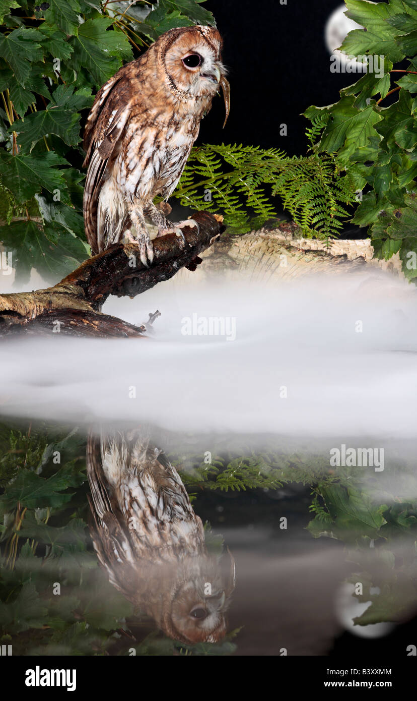 Allocco Strix aluco arroccato su argento registro di betulla con nebbia luna e riflessione Potton Bedfordshire Foto Stock