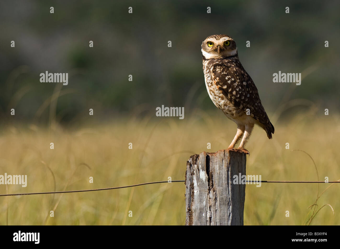 Scavando Owl Athene cunicularia fotografato nel Mato Grosso do Sul in Brasile Foto Stock