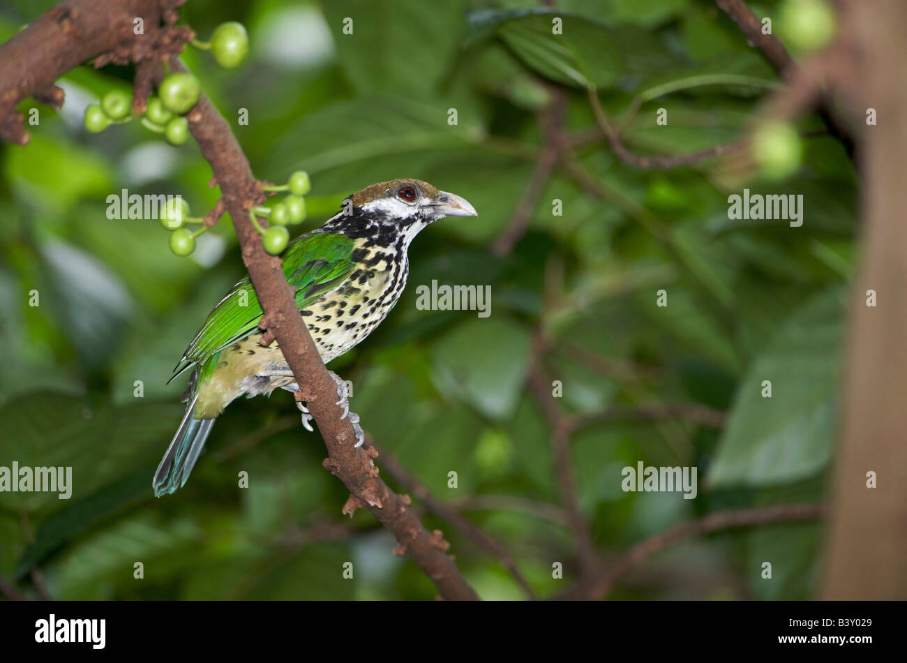 White eared Catbird (Ailuroedus buccoides) Foto Stock
