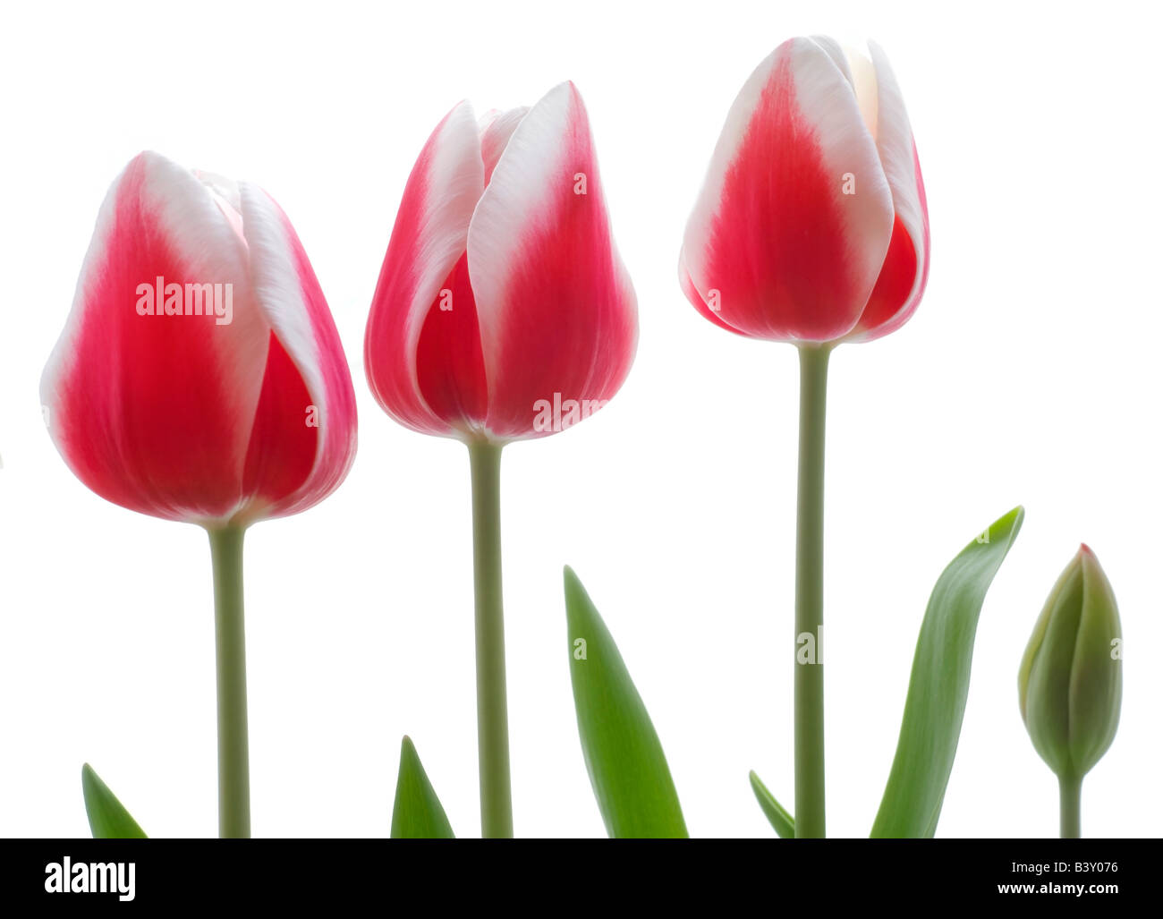 Tulipani rosa su sfondo bianco Foto Stock