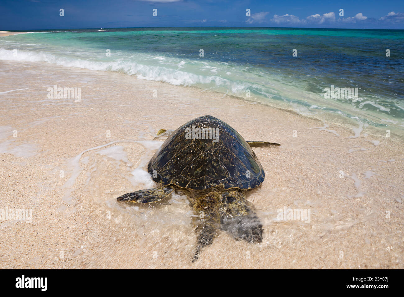 Tartaruga Verde a Haleiwa Beach Park Chelonia Mydas Oahu Oceano Pacifico Hawaii USA Foto Stock