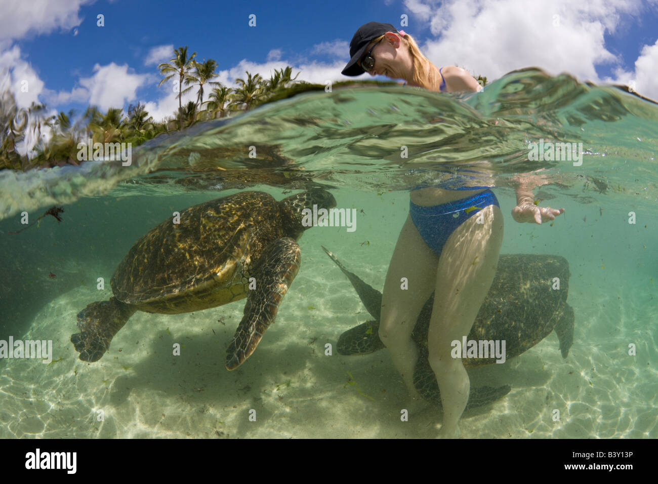 Le tartarughe verdi e Tourist Chelonia Mydas Oahu Oceano Pacifico Hawaii USA Foto Stock