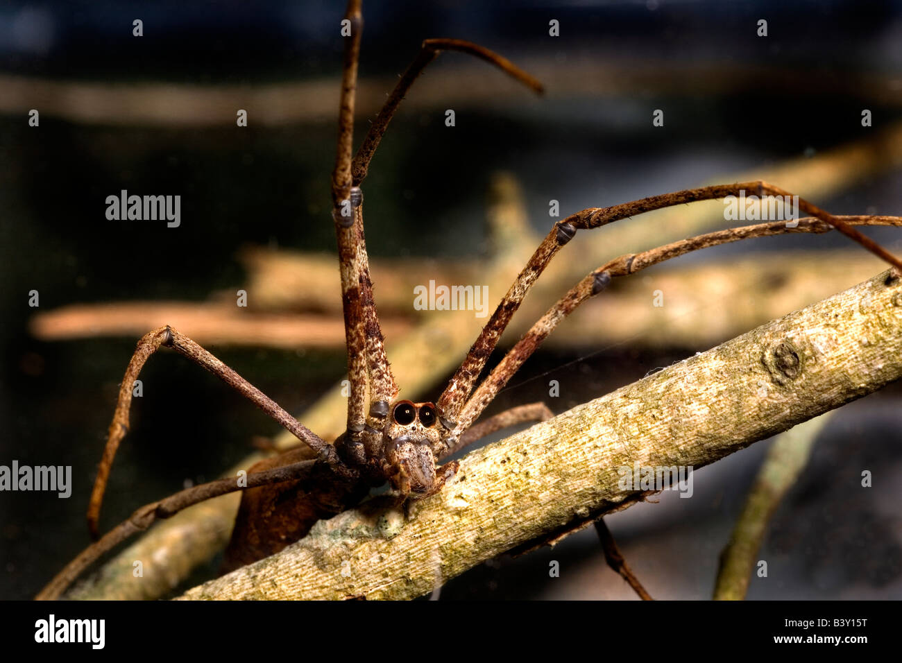 I suoi grandi occhi che danno il net-casting spider (Deinopis subrufa) con il suo nome comune dell'Orco-di fronte spider. Foto Stock