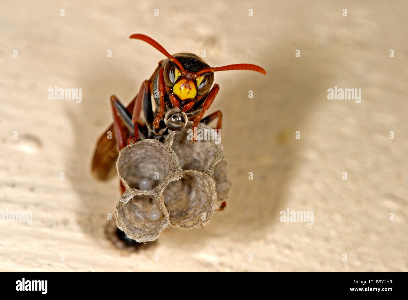 Carta comune wasp (Polistes humilis) con caduta di acqua nelle mandibole portato al nido di raffreddamento mediante evaporazione. Uova nel nido di carta. Foto Stock