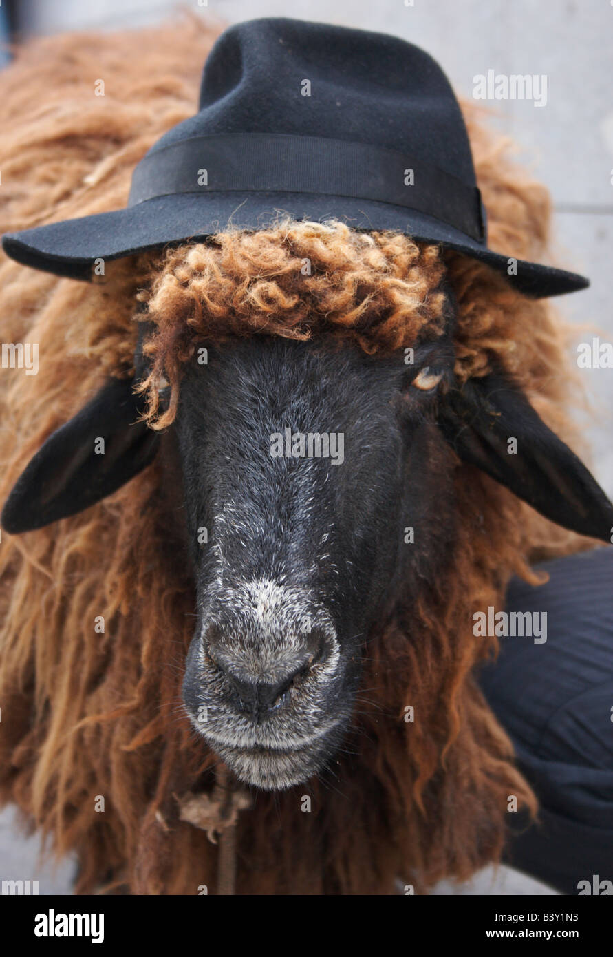 Sheep wearing immagini e fotografie stock ad alta risoluzione - Alamy