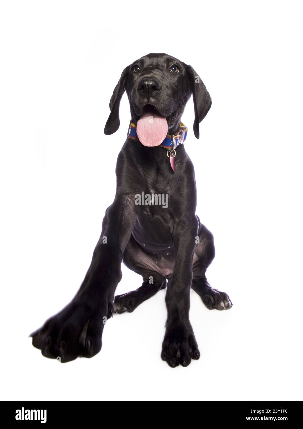 Adorable black Alano cucciolo isolato su sfondo bianco Foto Stock