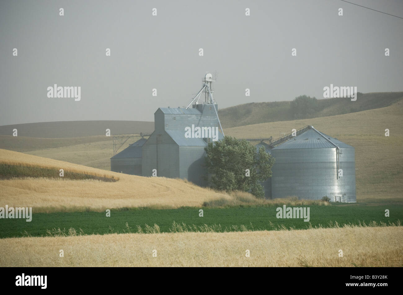 Mietitura del grano in Palouse, Washington, Stati Uniti d'America Foto Stock