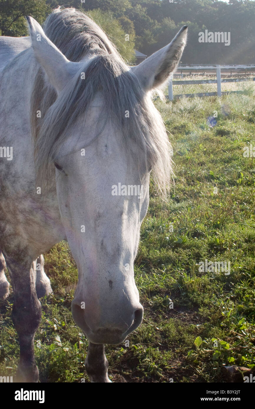 Una femmina bianco cavallo, al Danada centro equestre in Wheaton, IL Foto Stock