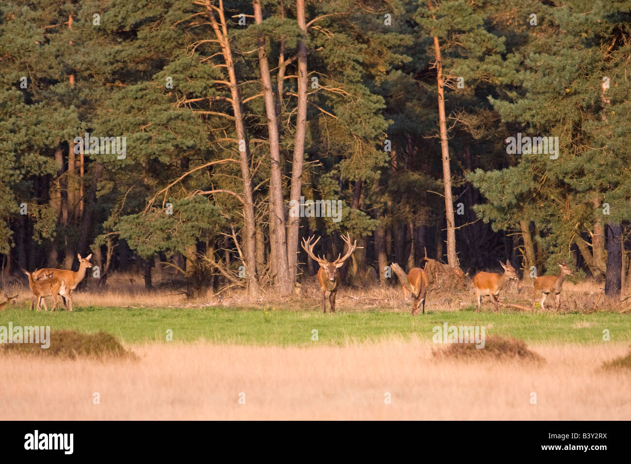 Un gruppo di selvatico europeo occidentale il cervo (Cervus elaphus elaphus) Foto Stock