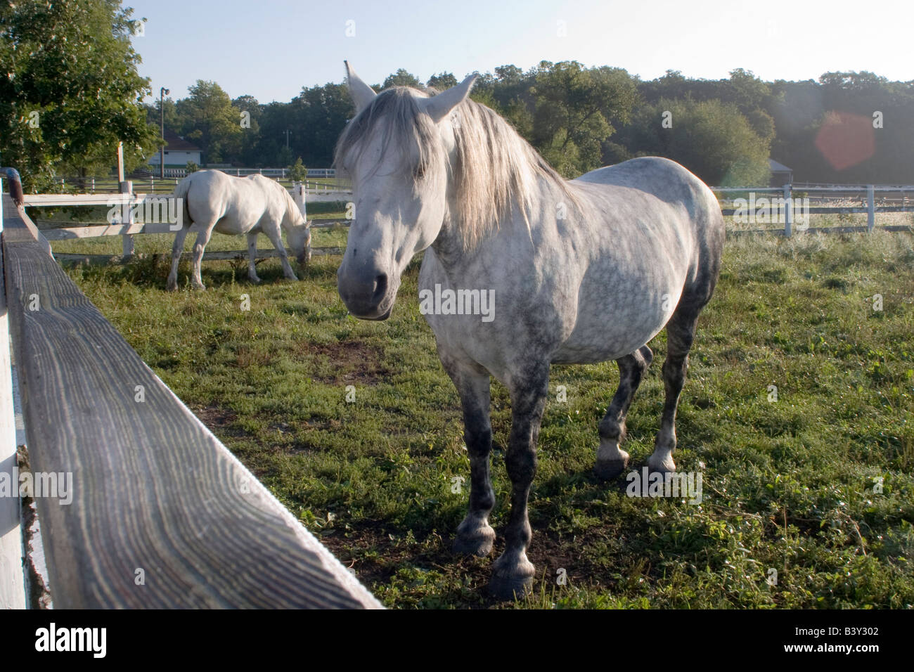 Due femmina bianca di cavalli, Rosie e giugno, all'Danada centro equestre in Wheaton, IL Foto Stock