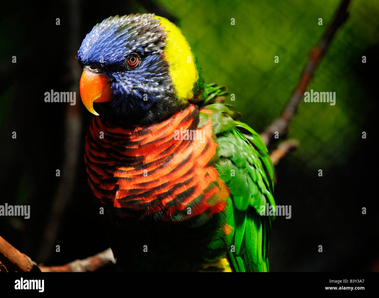 Rainbow Lorikeet Foto Stock