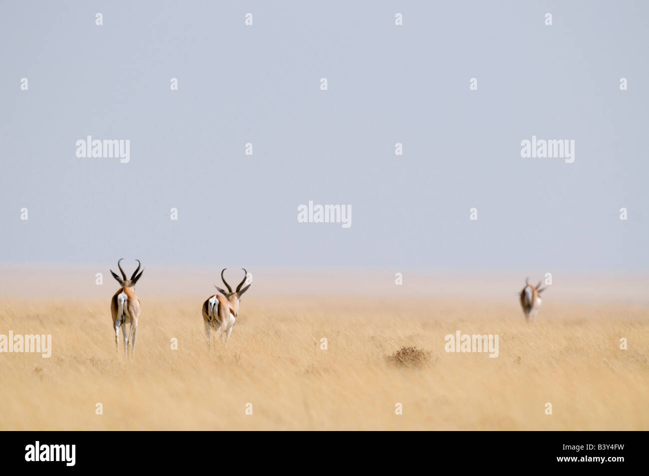 Springbok, Etosha, Namibia Foto Stock