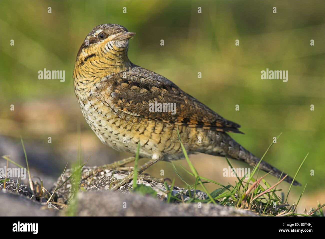 Eurasian spasmodico Jynx torquilla appollaiato sulla roccia a Kingston Seymour, Somerset nel mese di settembre. Foto Stock