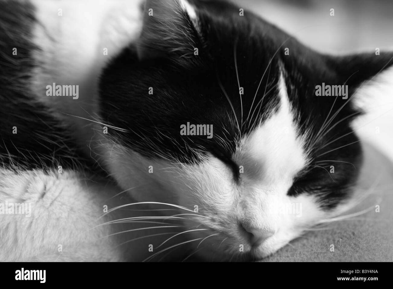 Black & White immagine di un Black & White Cat prendendo un pisolino su un divano Foto Stock